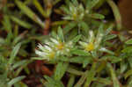 Silver nailwort